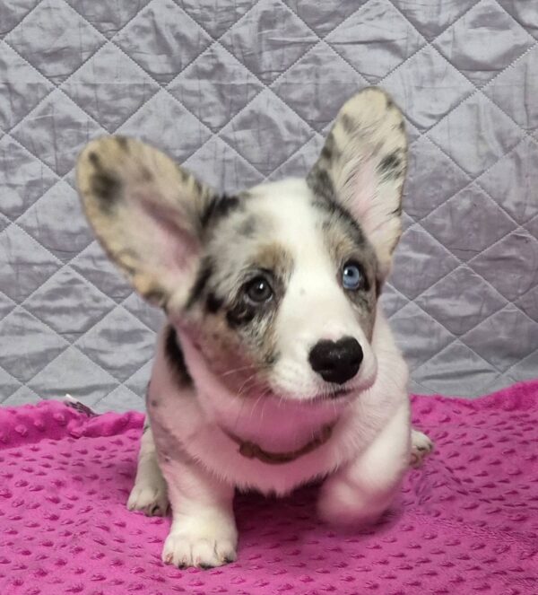 Sapphira Welsh Corgi Sapphira Welsh Corgi