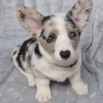 Sapphira-female-Welsh-Corgi-puppy-for-sale-3