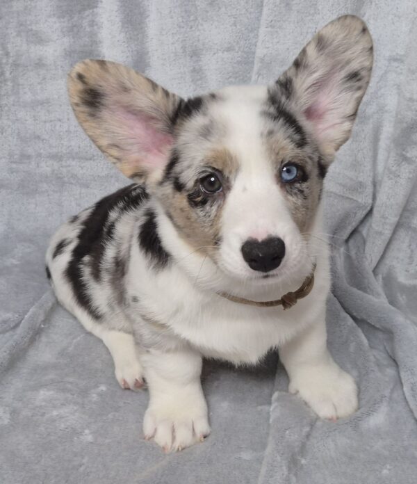 Sapphira Welsh Corgi Sapphira Welsh Corgi