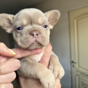 Sapsan French Bulldog Sapsan French Bulldog