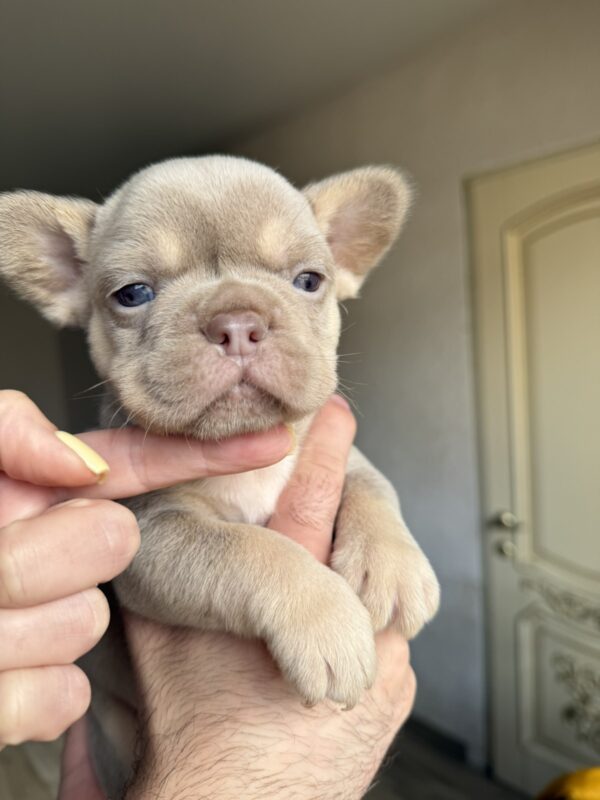 Sapsan French Bulldog Sapsan French Bulldog