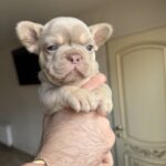Sapsan-male-french-bulldog-puppy-for-sale-1 (2)
