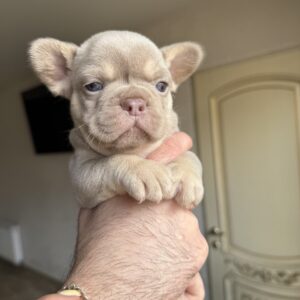 Sapsan French Bulldog Sapsan French Bulldog