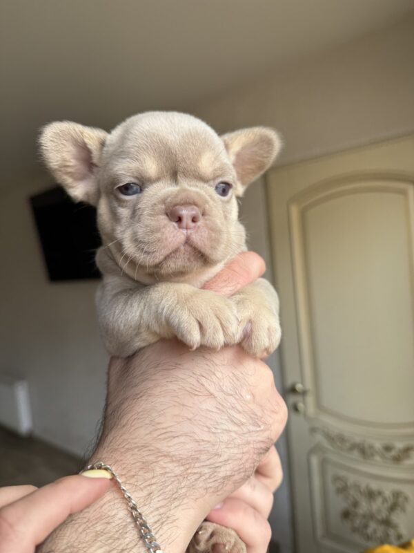 Sapsan French Bulldog Sapsan French Bulldog