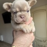 Sapsan-male-french-bulldog-puppy-for-sale-1 (3)