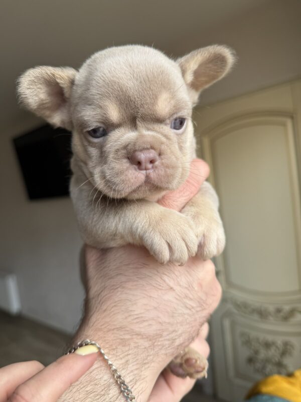 Sapsan French Bulldog Sapsan French Bulldog