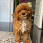 Sarah-female-miniature-poodle-puppy-for-sale- (1)