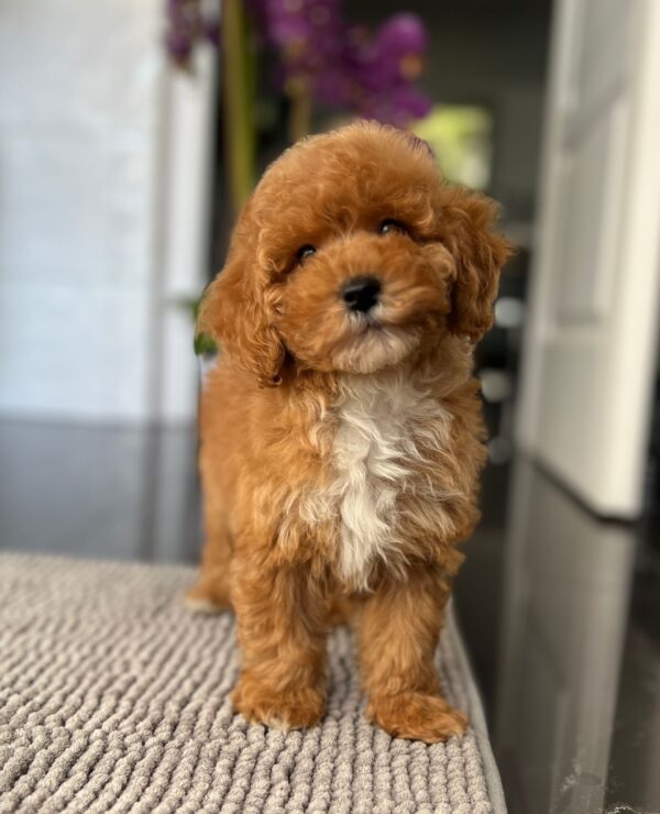 Sarah Miniature Poodle Sarah Miniature Poodle