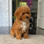 Sarah-female-miniature-poodle-puppy-for-sale- (2)