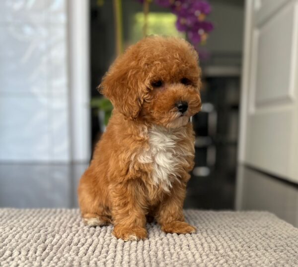 Sarah Miniature Poodle Sarah Miniature Poodle