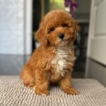 Sarah-female-miniature-poodle-puppy-for-sale- (3)