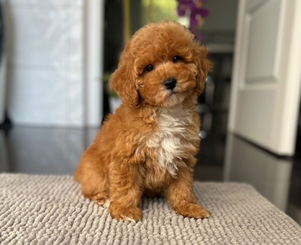 Sarah Miniature Poodle Sarah Miniature Poodle