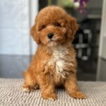 Sarah-female-miniature-poodle-puppy-for-sale- (4)