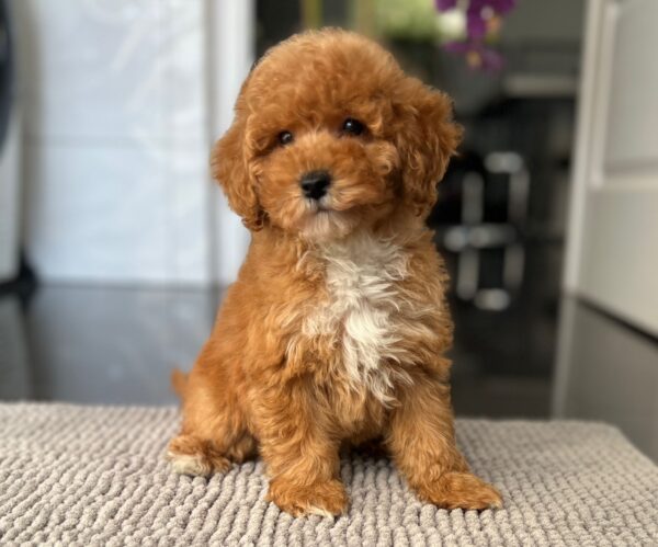 Sarah Miniature Poodle Sarah Miniature Poodle