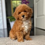 Sarah-female-miniature-poodle-puppy-for-sale- (5)