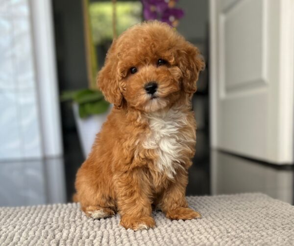 Sarah Miniature Poodle Sarah Miniature Poodle