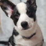 Sarges-male-Welsh-Corgi-puppy-for-sale-1