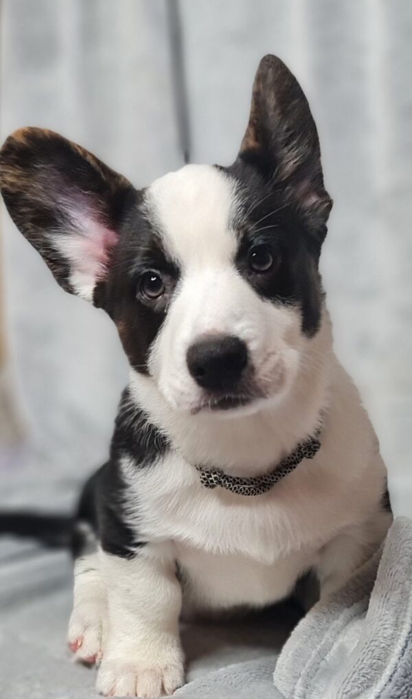 Sarges Welsh Corgi Sarges Welsh Corgi