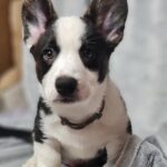 Sarges-male-Welsh-Corgi-puppy-for-sale-2