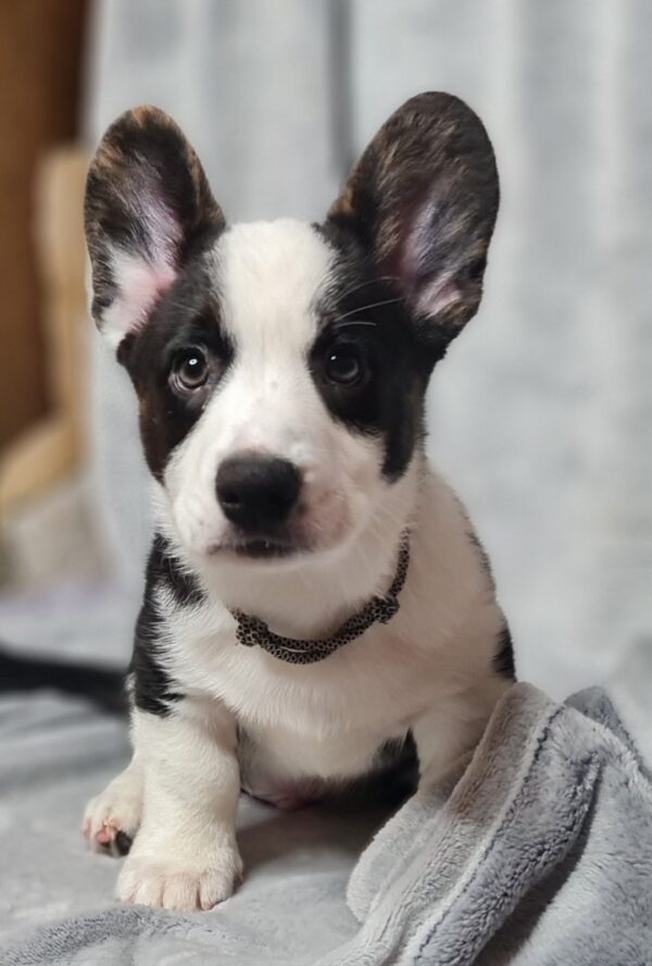 Sarges Welsh Corgi Sarges Welsh Corgi