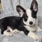 Sarges-male-Welsh-Corgi-puppy-for-sale-3