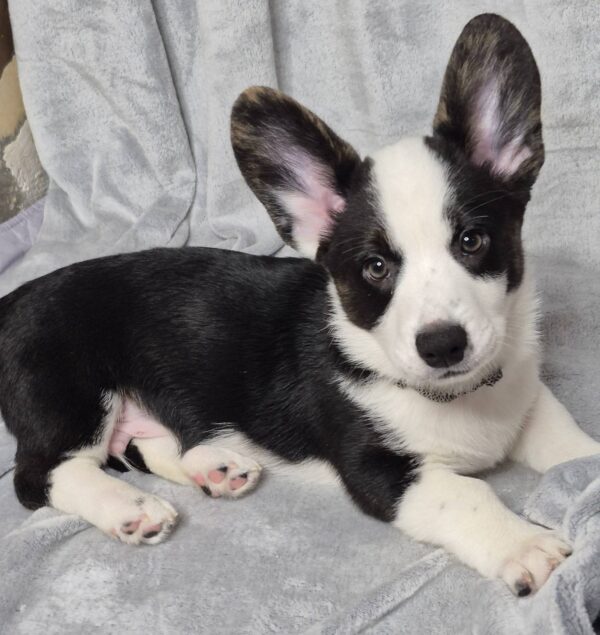 Sarges Welsh Corgi Sarges Welsh Corgi