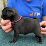 Sari-female-pug-puppy-for-sale- (1)