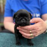 Sari-female-pug-puppy-for-sale- (2)