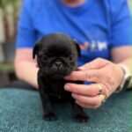 Sari-female-pug-puppy-for-sale- (3)