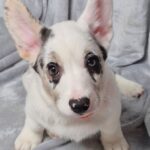 Savanna-female-Welsh-Corgi-puppy-for-sale-1