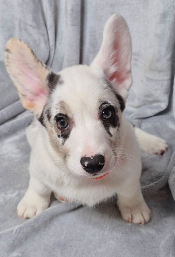 Savanna Welsh Corgi Savanna Welsh Corgi