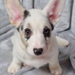 Savanna-female-Welsh-Corgi-puppy-for-sale-2