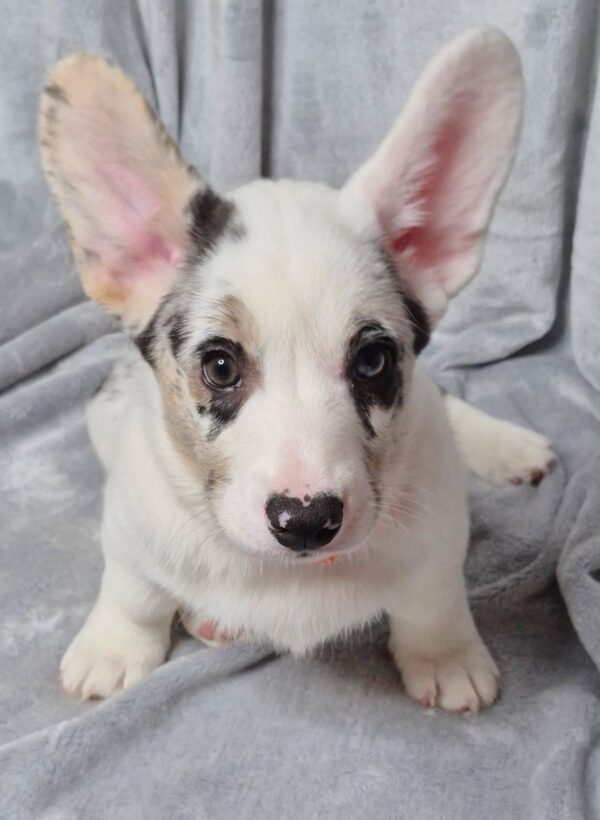 Savanna Welsh Corgi Savanna Welsh Corgi