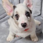 Savanna-female-Welsh-Corgi-puppy-for-sale-3