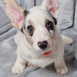 Savanna Welsh Corgi Savanna Welsh Corgi