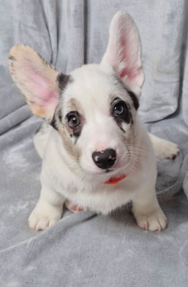 Savanna Welsh Corgi Savanna Welsh Corgi