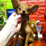 Sayl-male-Russian-Toy-puppy-for-sale-1