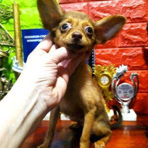 Sayl Russian Toy Terrier Sayl Russian Toy Terrier