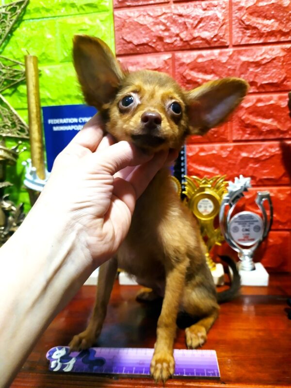 Sayl Russian Toy Terrier Sayl Russian Toy Terrier