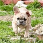 Scarlett-female-French-bulldog-puppy-for-sale- (1)