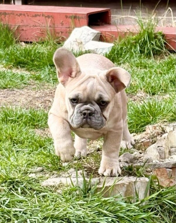 Scarlett French Bulldog Scarlett French Bulldog