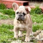 Scarlett-female-French-bulldog-puppy-for-sale- (2)