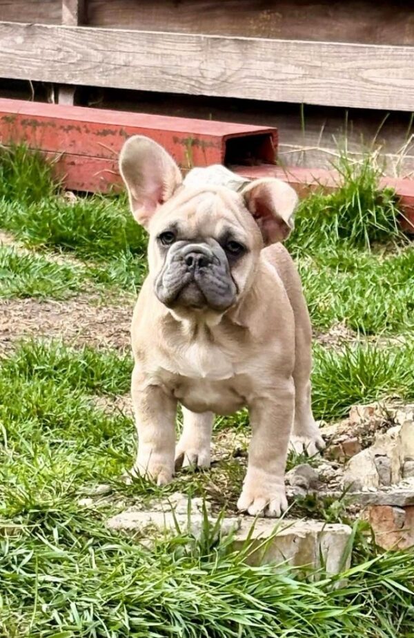 Scarlett French Bulldog Scarlett French Bulldog