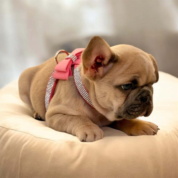 Scarlett French Bulldog Scarlett French Bulldog