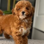 Schila-female-miniature-poodle-puppy-for-sale- (1)