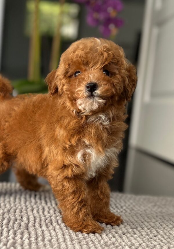 Schila Miniature Poodle Schila Miniature Poodle