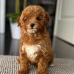 Schila-female-miniature-poodle-puppy-for-sale- (2)