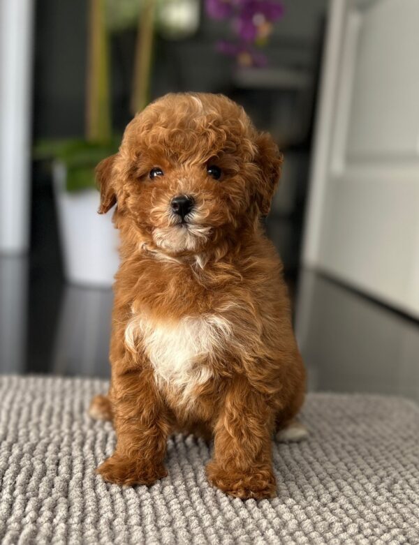 Schila Miniature Poodle Schila Miniature Poodle