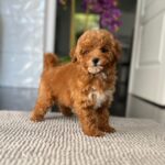 Schila-female-miniature-poodle-puppy-for-sale- (3)