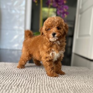 Schila Miniature Poodle Schila Miniature Poodle